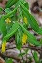 Large-Flowered Bellwort Ã¢â¬â Uvularia grandflora